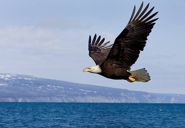 Águila volando